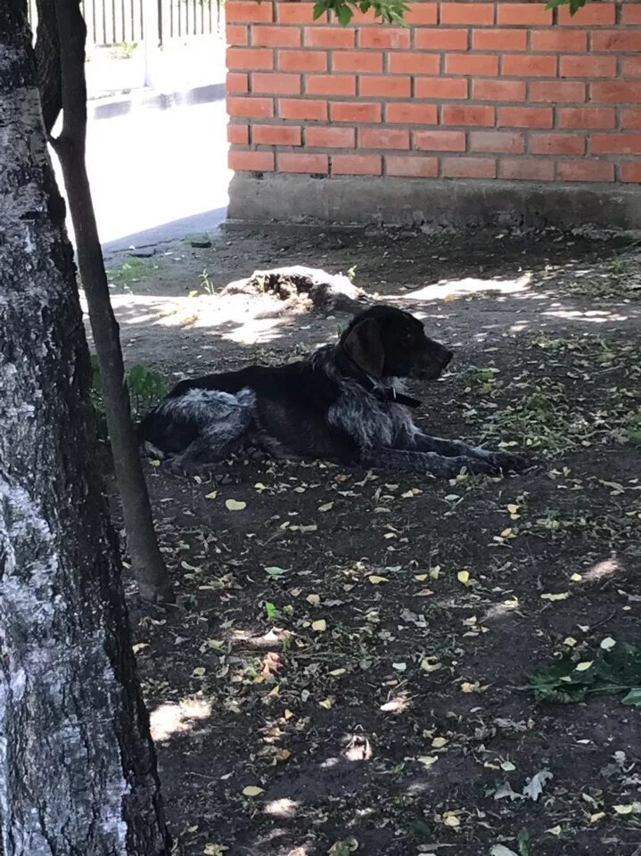 Утром выла собака. Собака во дворе. Собаки воют со дворов. Собака ночью во дворе.