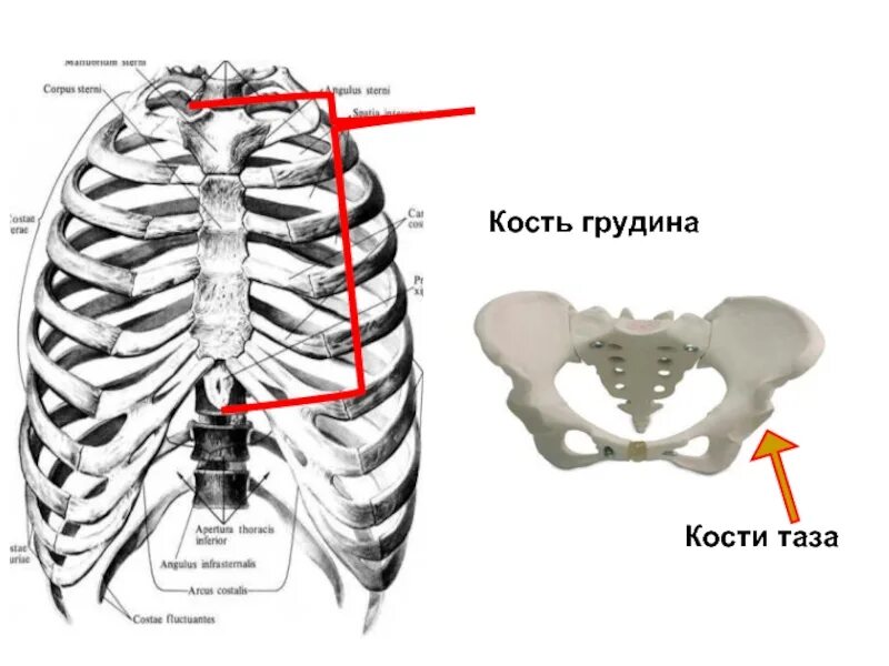 Почему кости легкие. Кости грудной клетки. Выпирание грудной кости. Кости в грудине. Выпирают кости на грудной клетке.