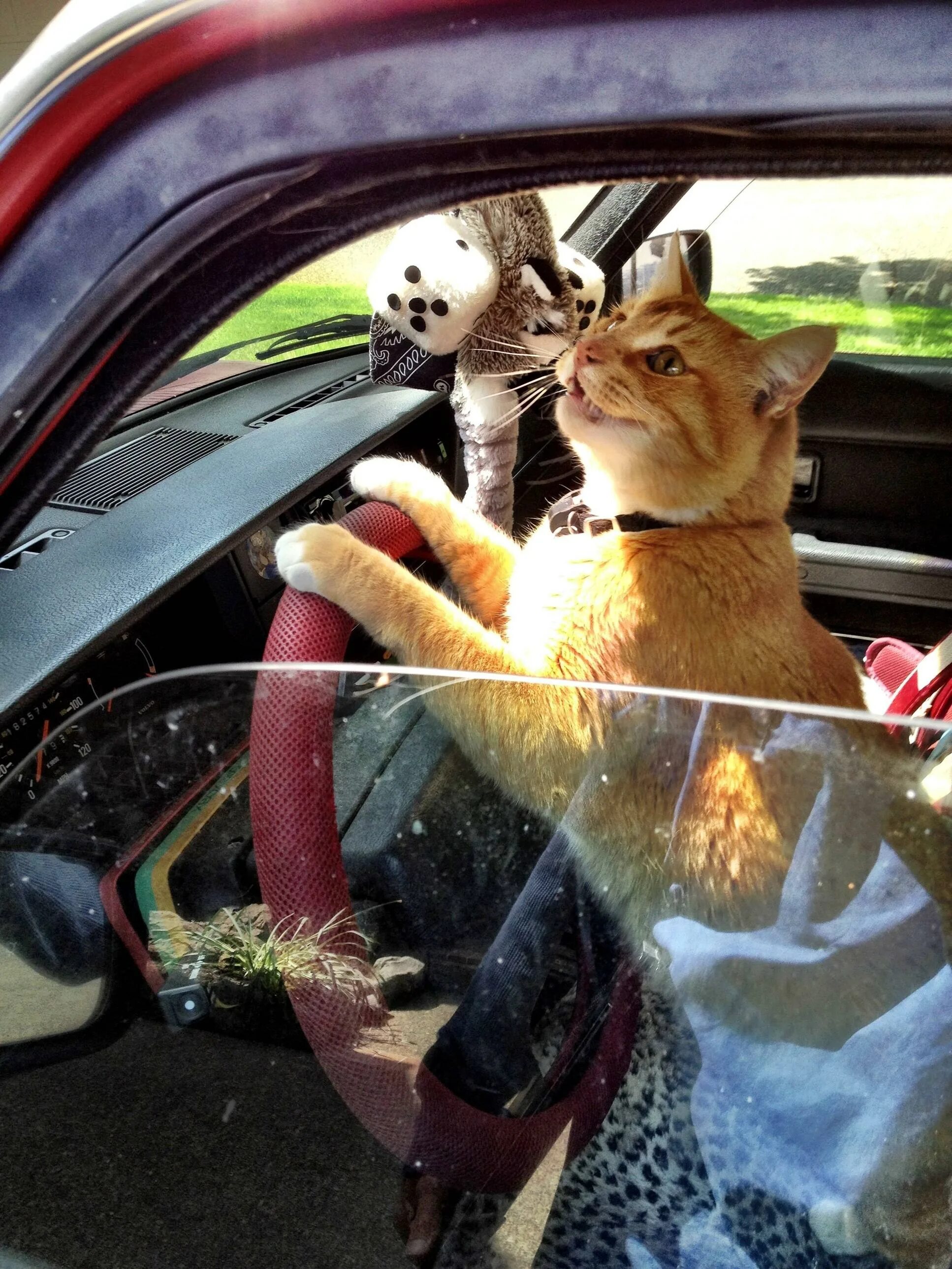 Кот за рулем видео. Кот за рулем старый оскол. Кот за рулём машины. Кошечка за рулем. Кот за рулем видео.