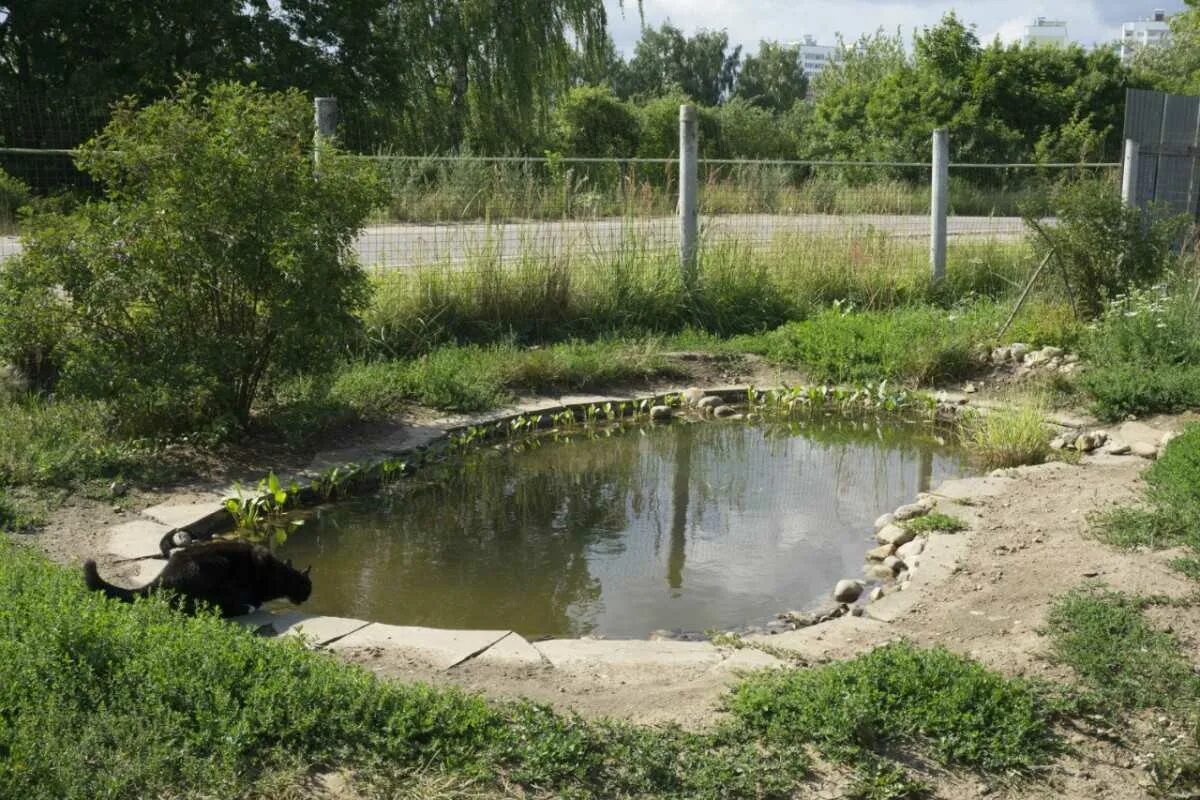 Пруд для рыбы на участке своими руками. Озеро копанка в Краснодаре. Оз копанка Краснодар. Пруд копанка для разведения рыбы. Рыбоводство пруд копанка.