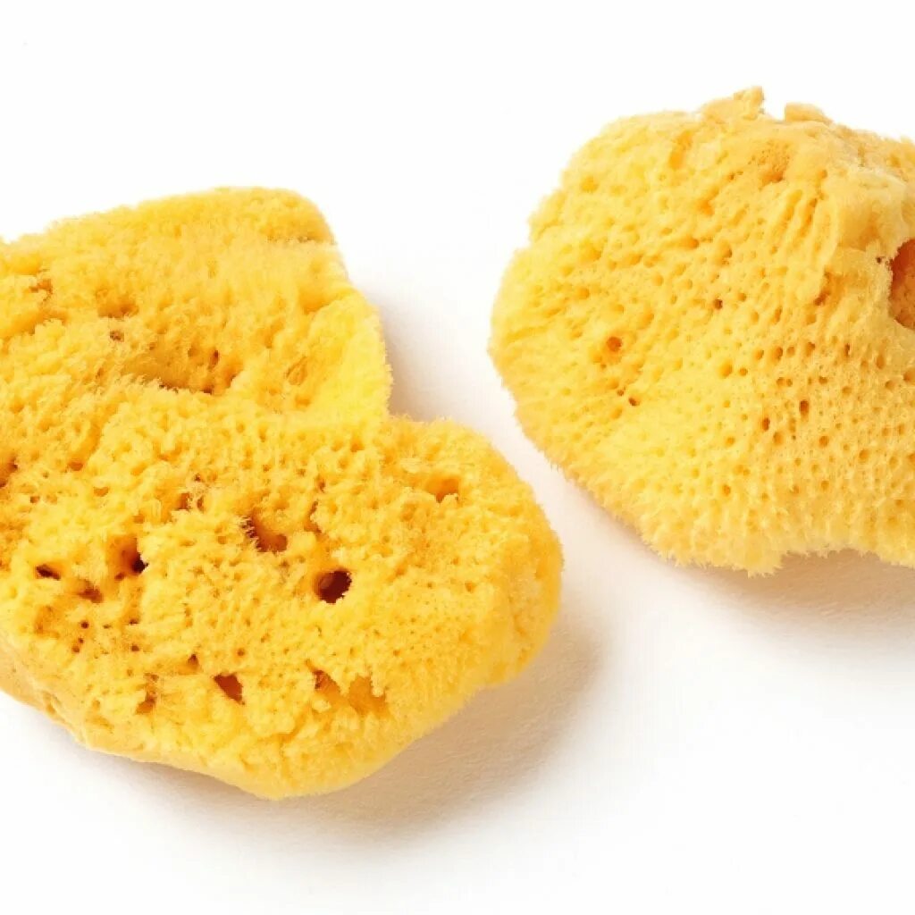 Желтая морская губка. Леукандра губка. Морская губка квадратная. Губки porifera spongia. Ежовик белый.