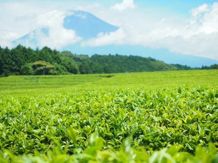 Tea fields. Чай tea field. beautiful grass in shizuoka. tea fields sunny. field tea aestheyicphotos.