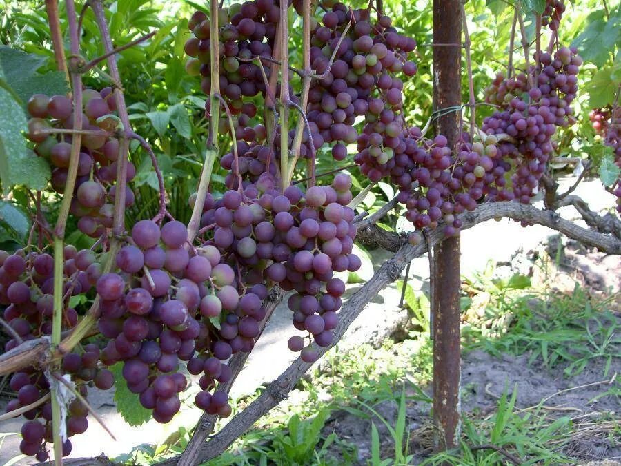 Самый ранний виноград. Виноград агат Донской (ранний сорт). Виноград русский ранний. Сорт винограда русский ранний. Виноград русский ранний зимостойкость.