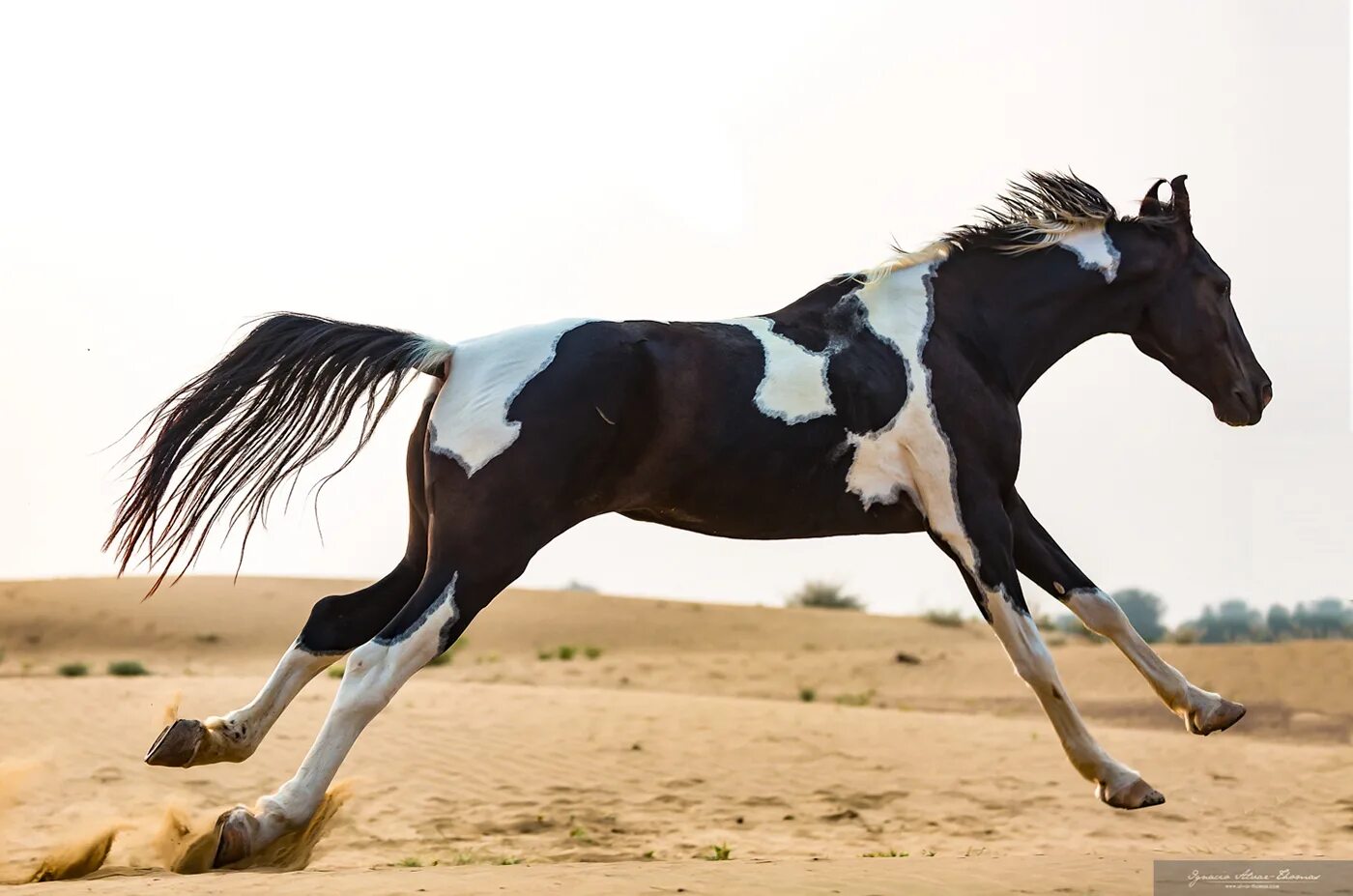 Indian horse