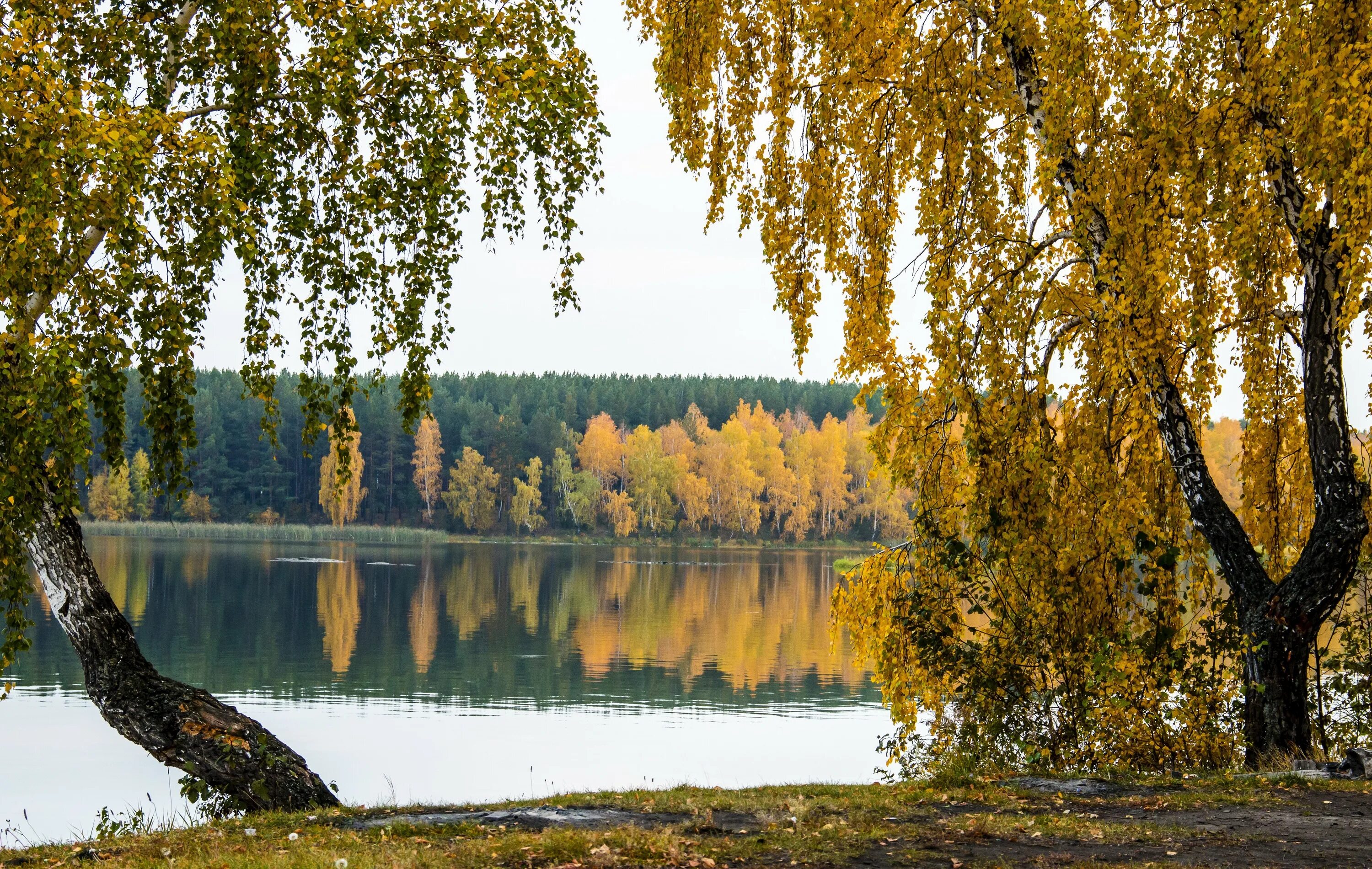 Красуются березки. Береза плакучая Плес. Озеро Березка Нижегородская. Пейзаж береза Березовая роща озеро. Березы в Марий Эл.