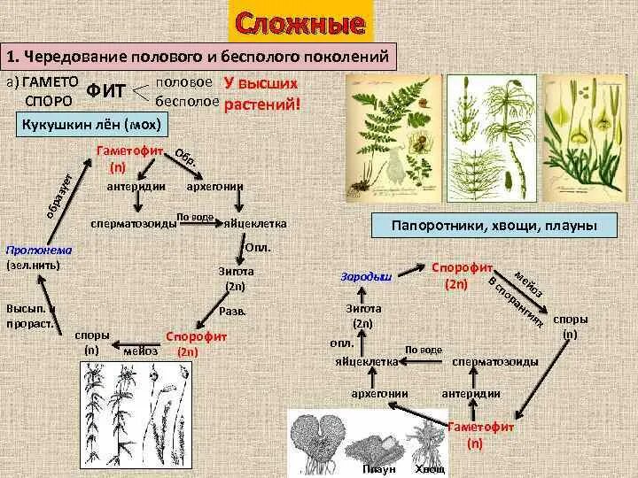 Бесполое поколение половое поколение. Кукушкин лен чередование поколений. Чередование поколений в цикле развития мха Кукушкин лен. Цикл развития Кукушкина льна ЕГЭ схема. Жизненный цикл Кукушкина льна схема ЕГЭ.