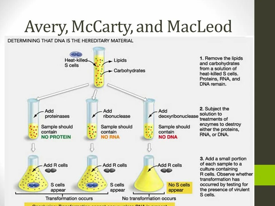 Cell contains