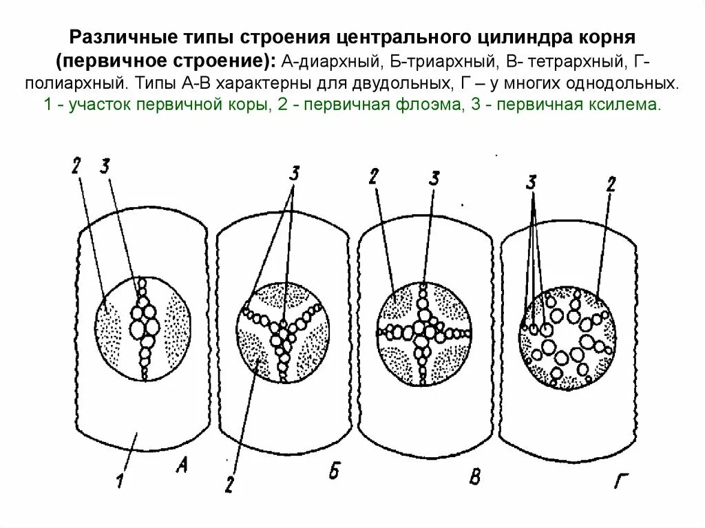 Центральный цилиндр корня. Центральный осевой цилиндр корня. Типы строения центрального цилиндра корня. Типы первичного строения осевого цилиндра корня. Типы строения осевого цилиндра.