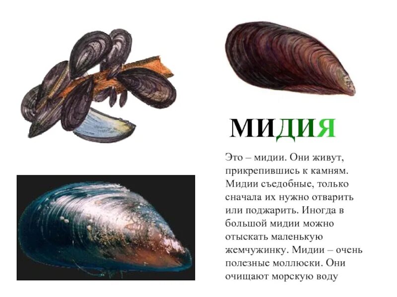 Мидия какой класс