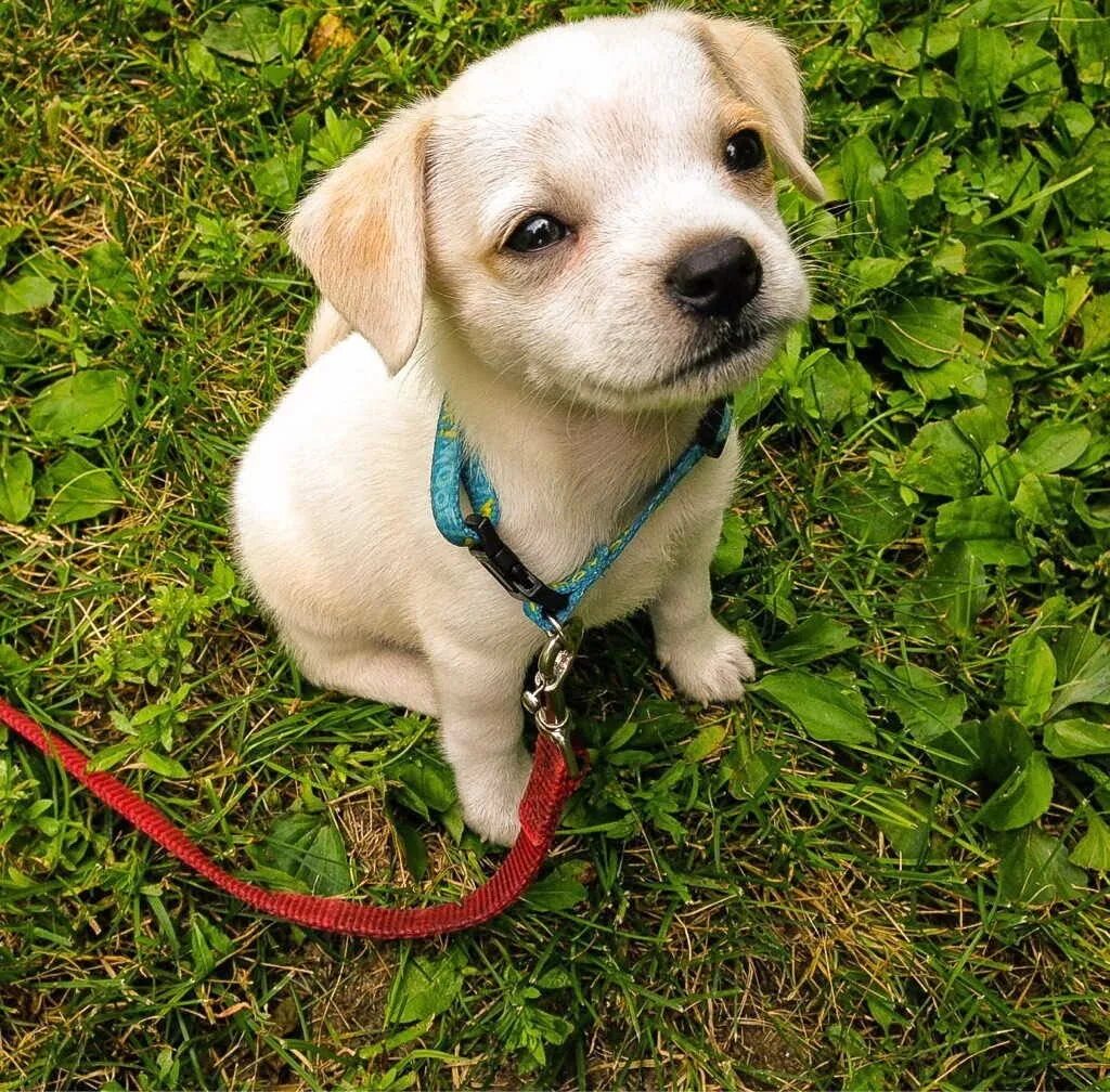 Собака Айсана. Cute Pets. Puppy face. Cute Pet pictures. Perfect animal