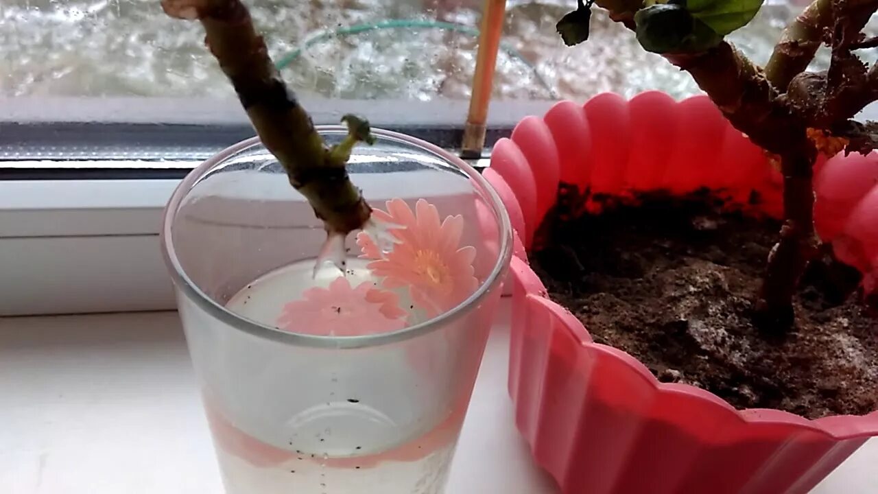 Прищипывать ли бегонию клубневую