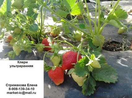 Клубника сорт клери характеристика