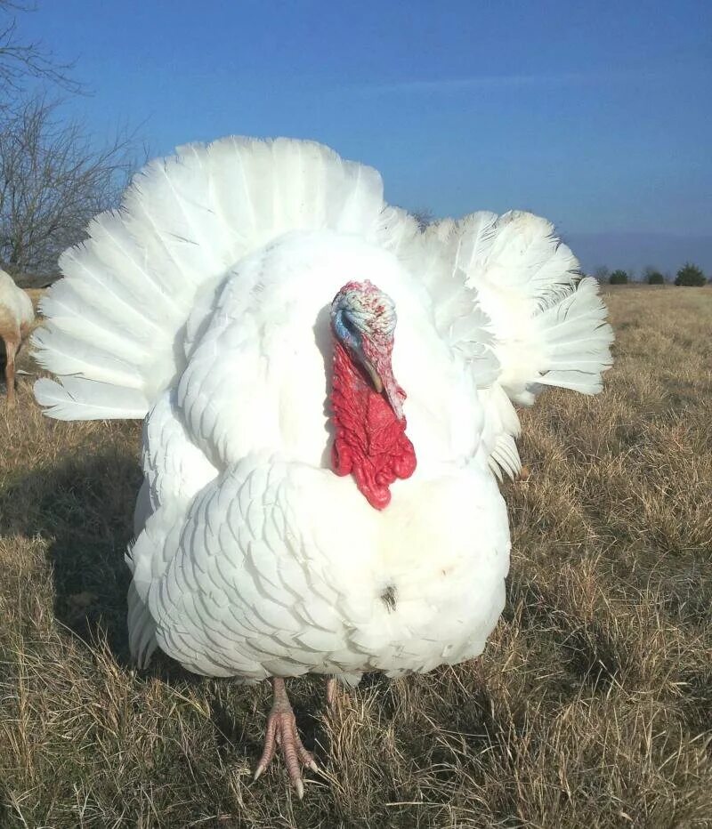 Poultry (Livestock Supplies) for sale, page 78 - TZSupplies.com
