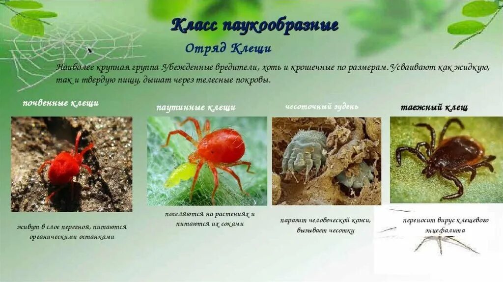 Класс паукообразные отряды. Класс паукообразные отряд клещи. Отряд клещи систематика. Биология 7 класс паукообразные клещи. Отряд клещи представители.