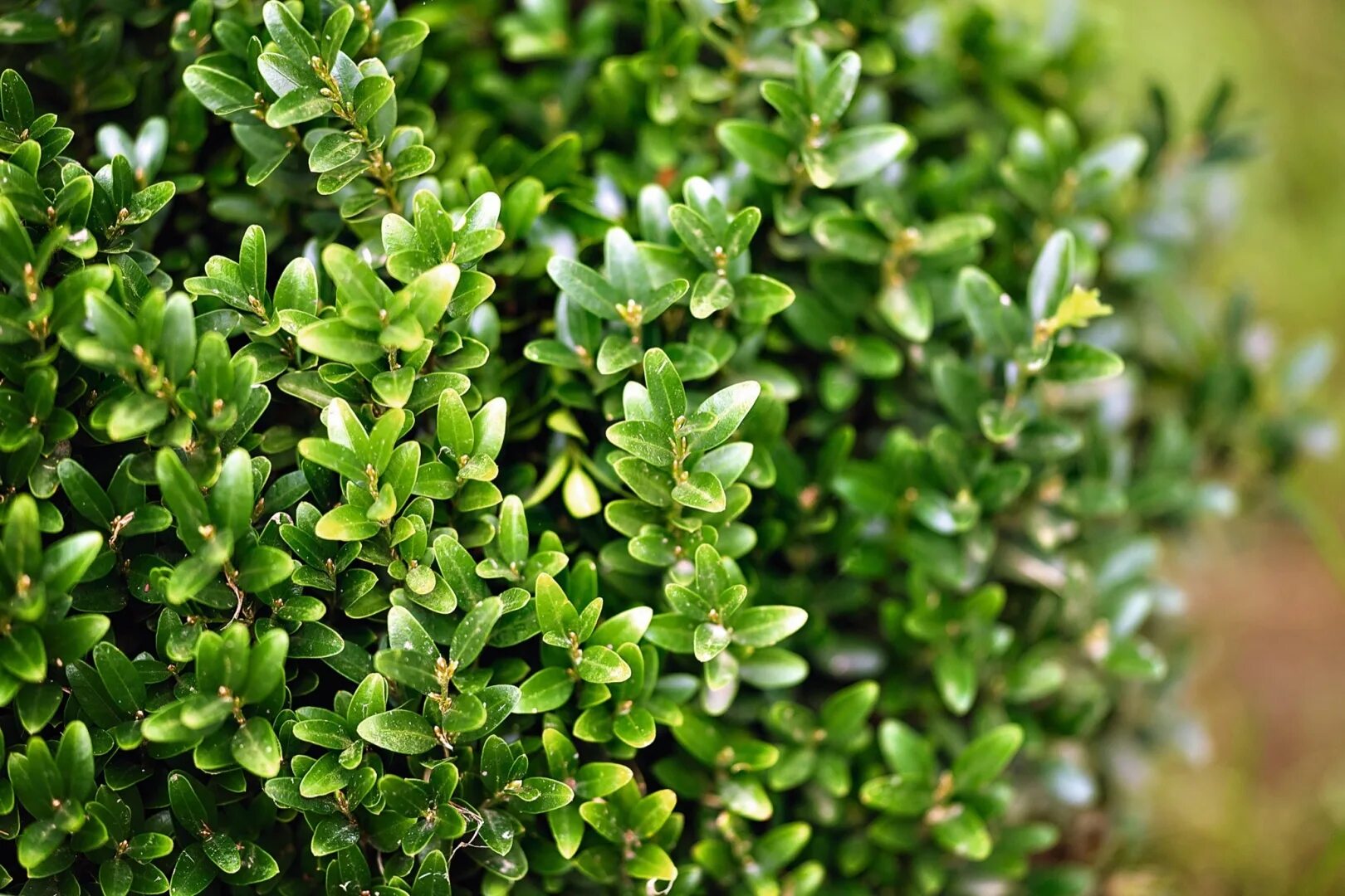 Слово вечнозеленый. Самшит Буксус. Buxus sempervirens самшит. Самшит вечнозелёный. Самшит вечнозеленый (Búxus sempervírens).