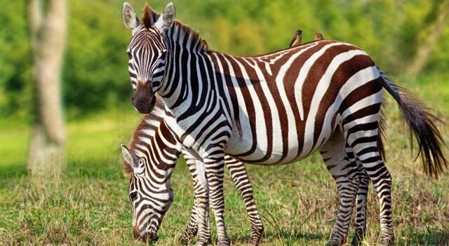 Тигр и зебра. Зебра в зоопарке. Полосатый тигр. Тигровая зебра. Зебра китайская.