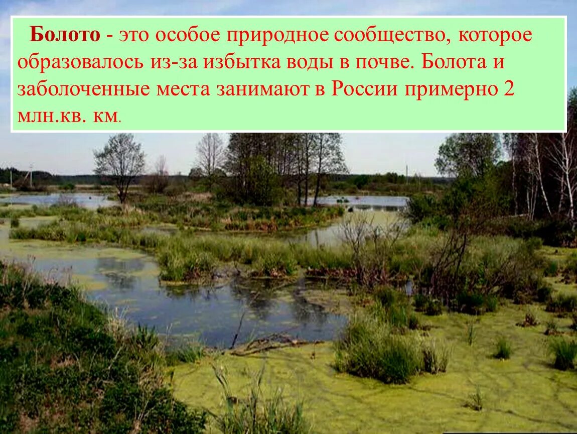 Природное сообщество образуют. Природные сообщества. Природное сообщество река. Природное сообщество Казани. Природные сообщества Сахалинской области 3 класс презентация.