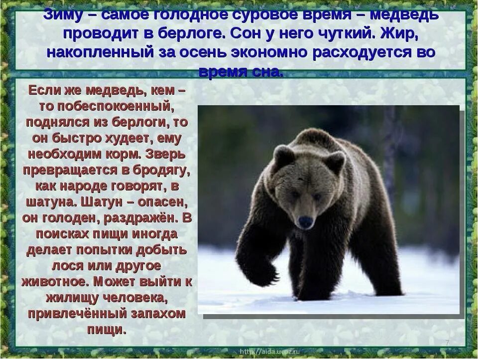 Описание медведя. Рассказ о медведе. Доклад о медведях. Медведь описание для детей. Описание медведя по плану