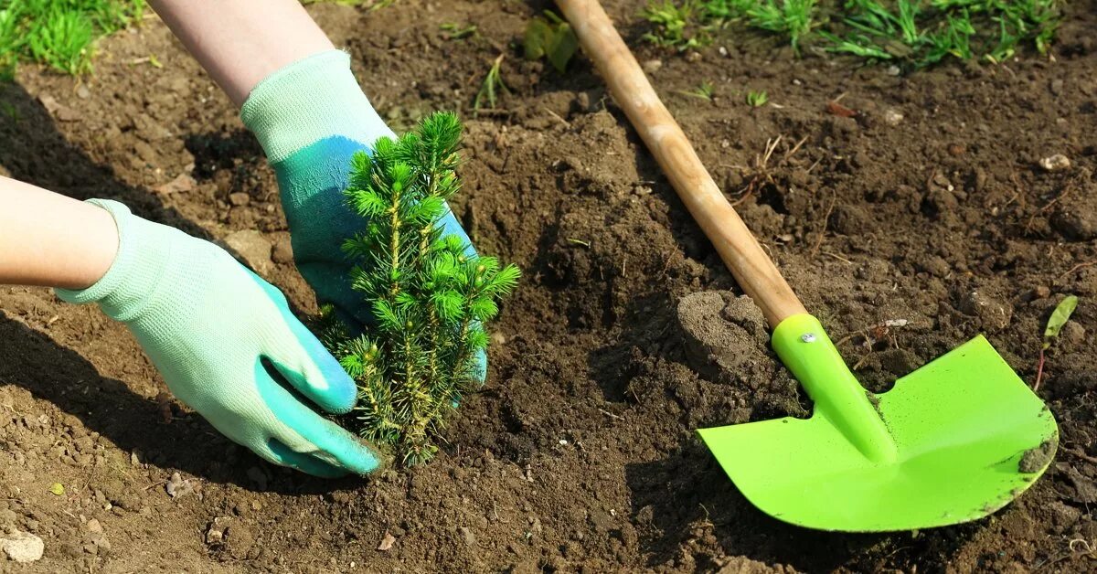 В какое время высаживают саженцы. Высаживание деревьев. сажать саженцы. садят деревья. посадить дерево.