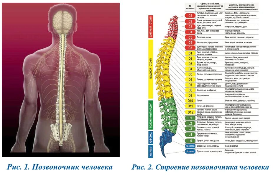 Отделы спины. Позвоночник человека. Позвоночник человека анатомия. Схема позвоночника. Схема человеческого позвоночника.