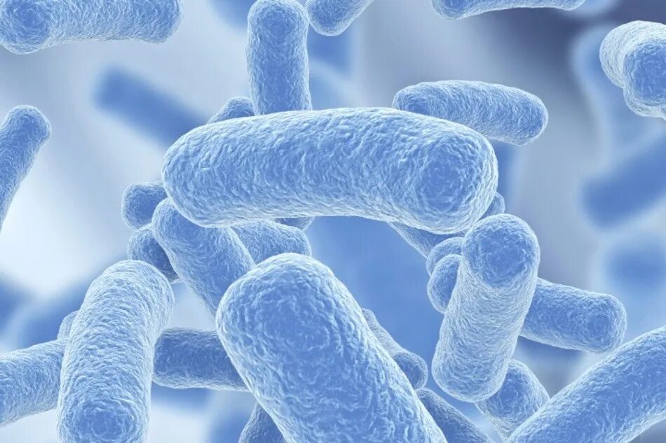 Палочка бифидобактерии. Бактерии бифидобактерии. Молочные бактерии. Лактобактерии и бифидобактерии. Молочнокислые бактерии.