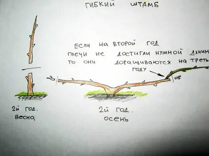 Формировка винограда
