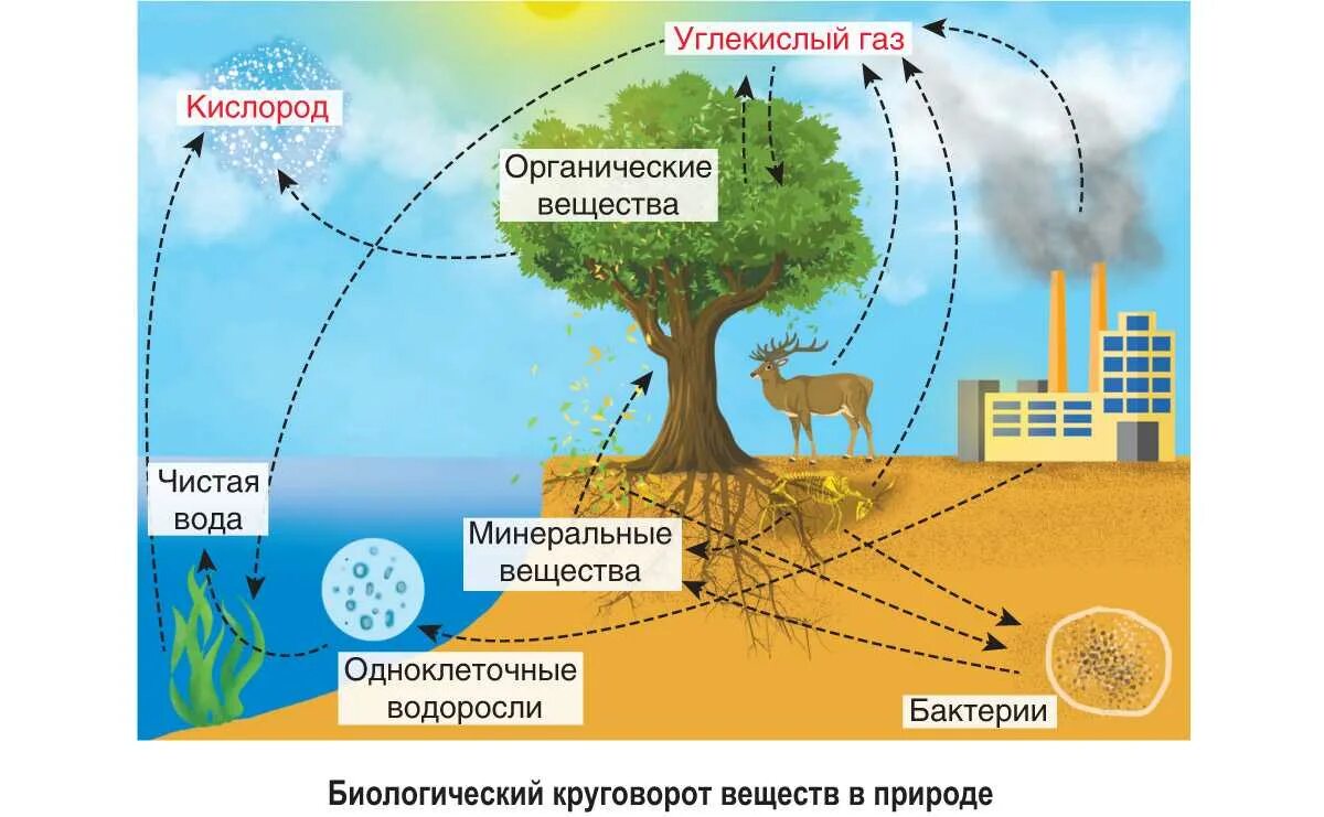 Малый круговорот веществ в биосфере (биогеохимический). Схема биологического круговорота веществ. Круговорот углерода в биологическом круговороте. Круговорот в природе схема.