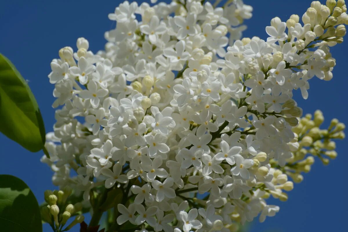 сирень белая куст. сирень элен вильмонт. сирень белая кустарник. лучшие белые сирени. сирень обыкновенная лебедушка.