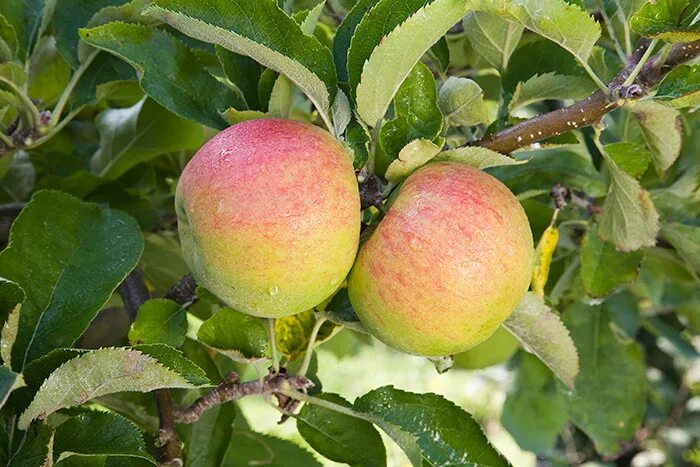 Apple Tree Orchard Зображення - огляд 224,906 Стокові фото, векторні зображення 