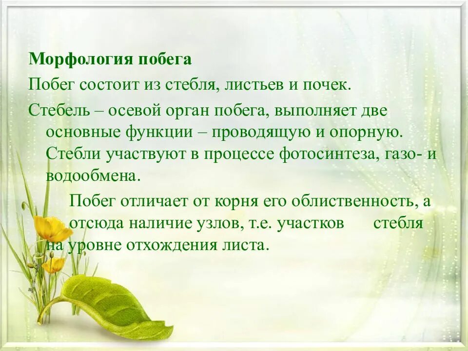 Какие функции выполняет побег. Морфология стебля и побега. побег. морфология побега.. побег стебель морфология стебля и побега. побег состоящий из стебля листьев и почек.