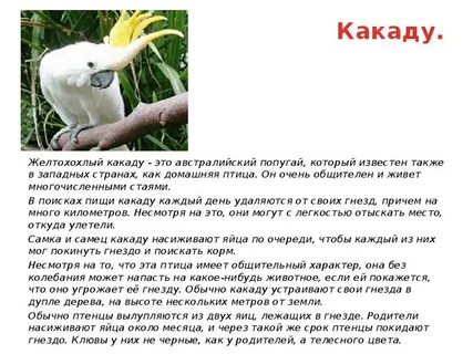 Какаду словосочетание