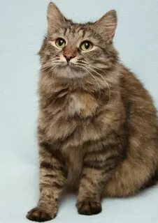Сибирская кошка сайт