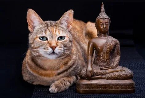 Удивительное создание кошка