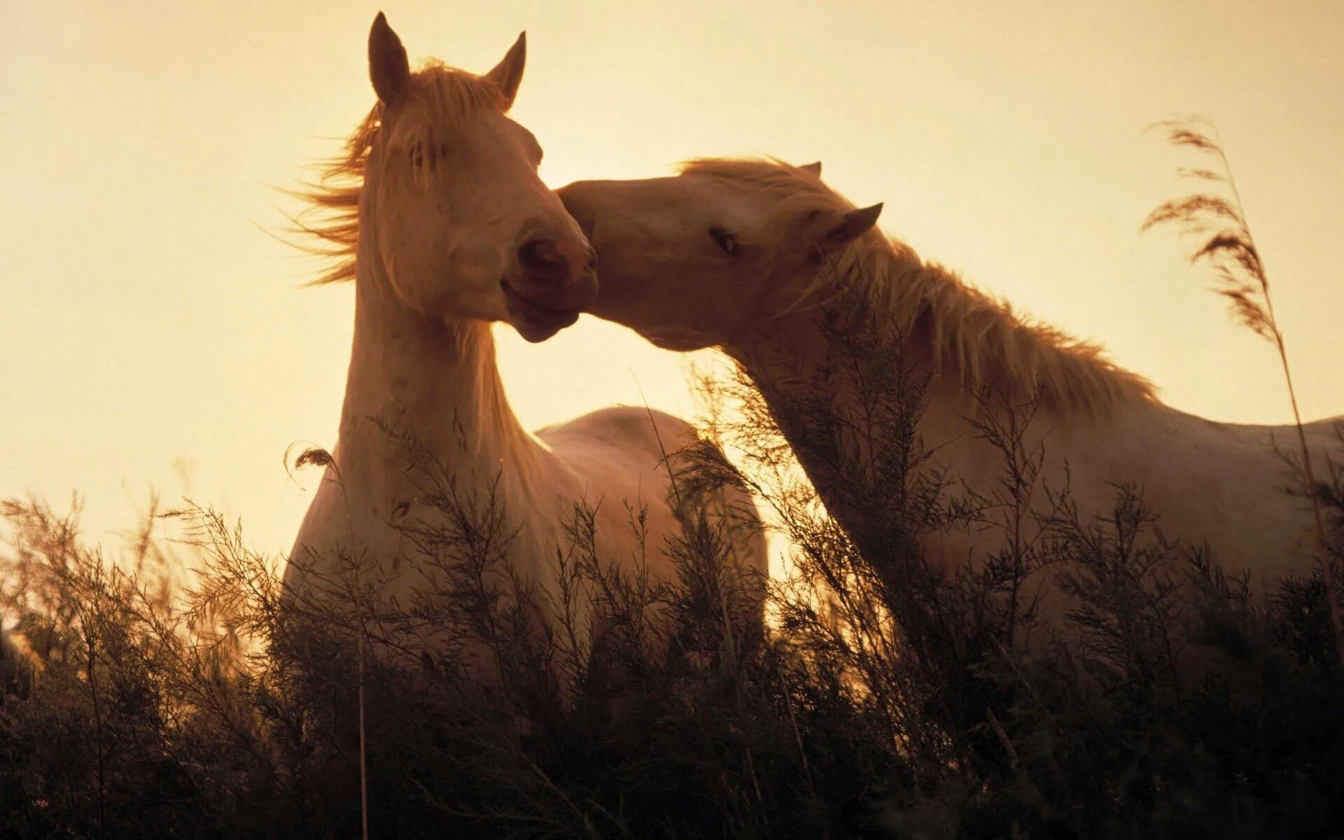 Две лошади. Красивые лошади. Обои лошади. Пара лошадей. Двое лошадей встревоженно подняли головы от травы