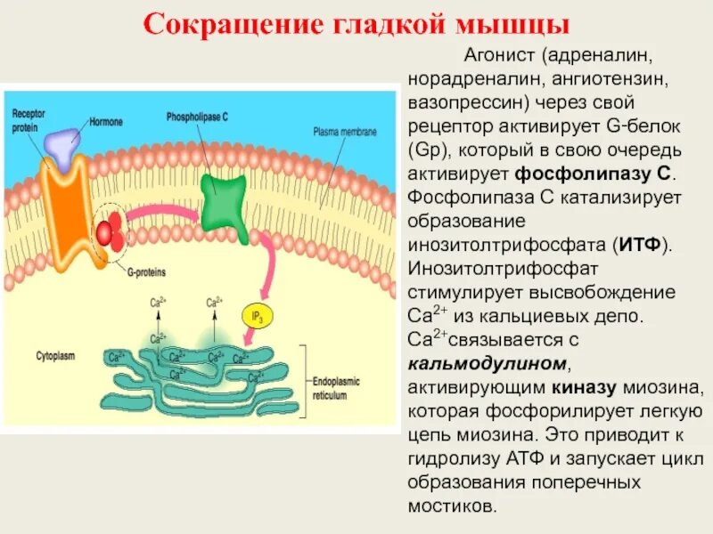 Рецептор гладкой мышцы. Мускариновые рецепторы. Рецептор гладкой мышцы. Мышечное веретено гистология. Сокращение гладкой мускулатуры сосудов.
