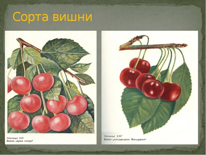 Вишня краса севера. Вишня краса севера мичурин. мичурин сорта черешня. сорта вишен мичурина. вишня плодородная мичурина.