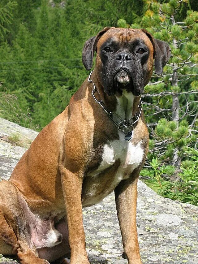 Файл:Filo-boxer.JPG - Вікіпедія