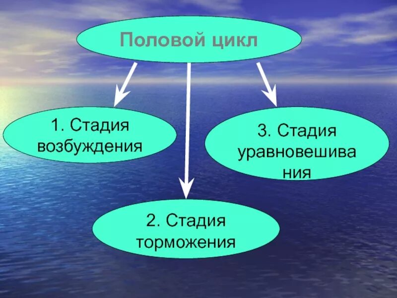 Этапы полового цикла. Половой цикл. Половые циклы самок. Половой цикл стадии. Фазы полового цикла.