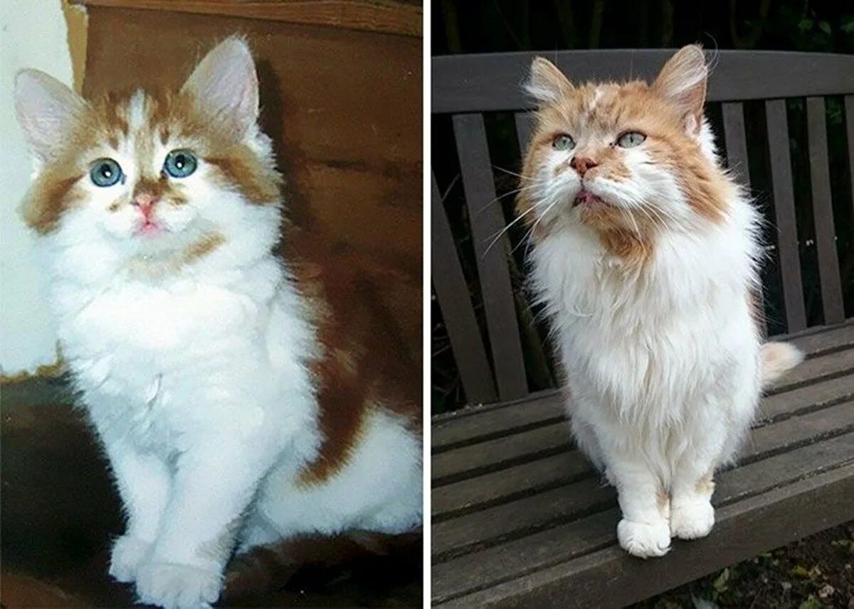 Есть кот молодой. Крим пафф кошка. крим пафф кошка долгожитель. самый старый кот в мире раббл. кот крим пафф 38 лет.