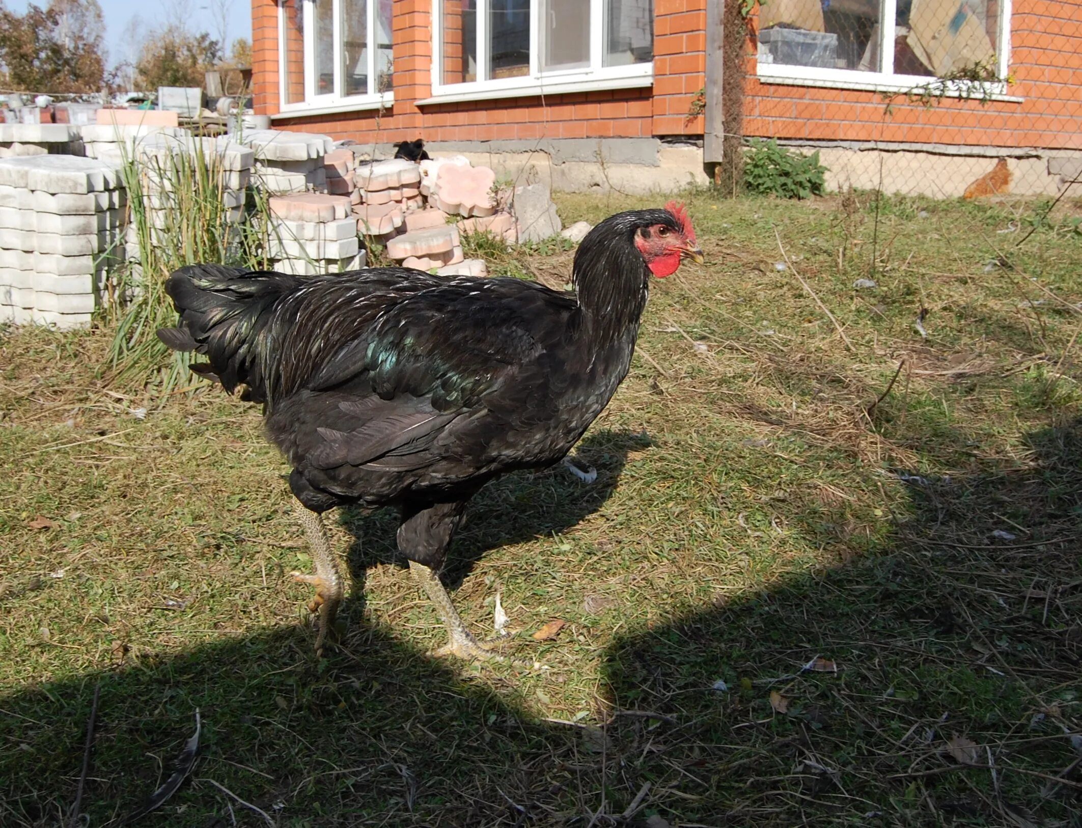 Джерсийский гигант. Австралорп мраморный. Джерсийский гигант куры. Джерсийский гигант порода. Курица джерсийский гигант.