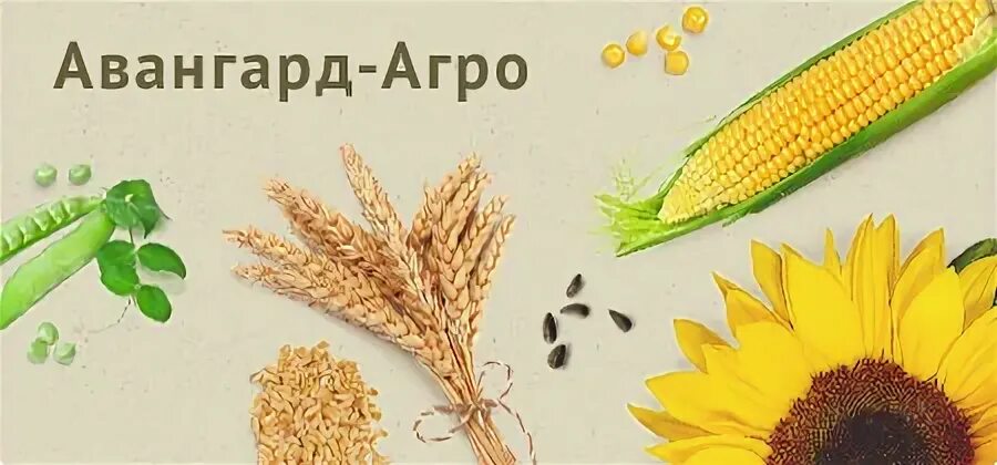 Ооо авангард агро. Стов. Директор авангард агро воронеж. Авангард агро отзывы. Авангард агро курск.