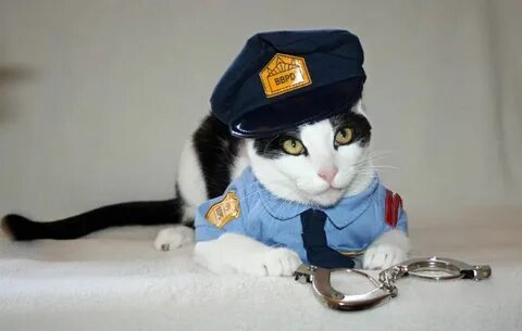 Коте полиция