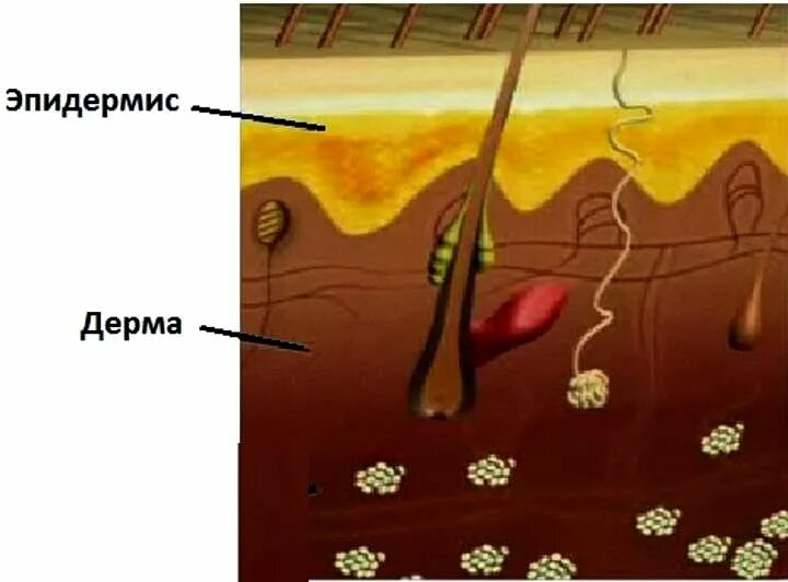 Строение кожи головы эпидермис. Эпидермис дерма волосяная луковица. Луковица волосяная слои кожи. Волосяные луковицы расположены в дерме ?.
