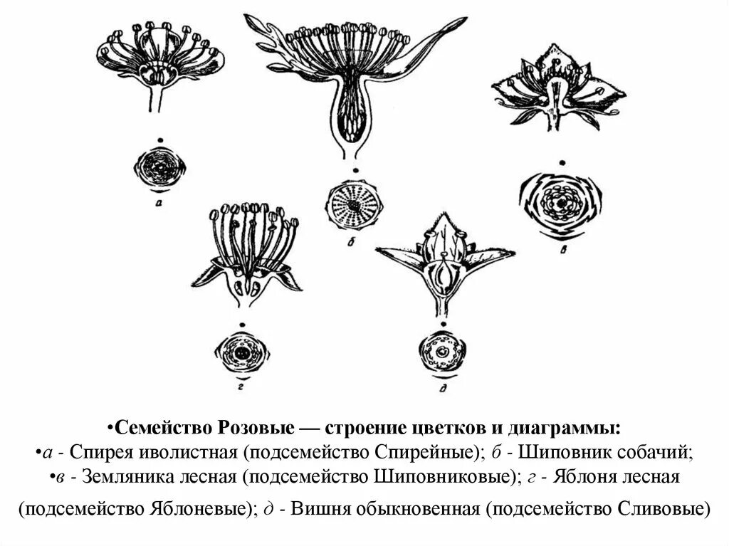 Форма чашечки у земляники. Строение гинецея спиреи. Подсемейство Спирейные. Строение цветка гипантий. Спирея иволистная строение цветка.