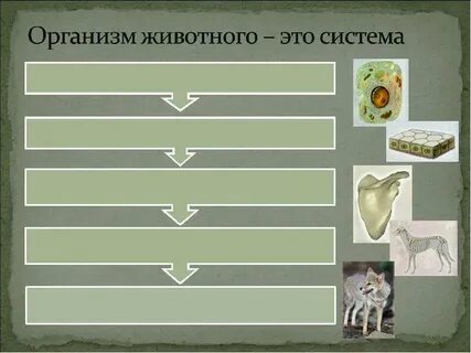Животный организм и его особенности