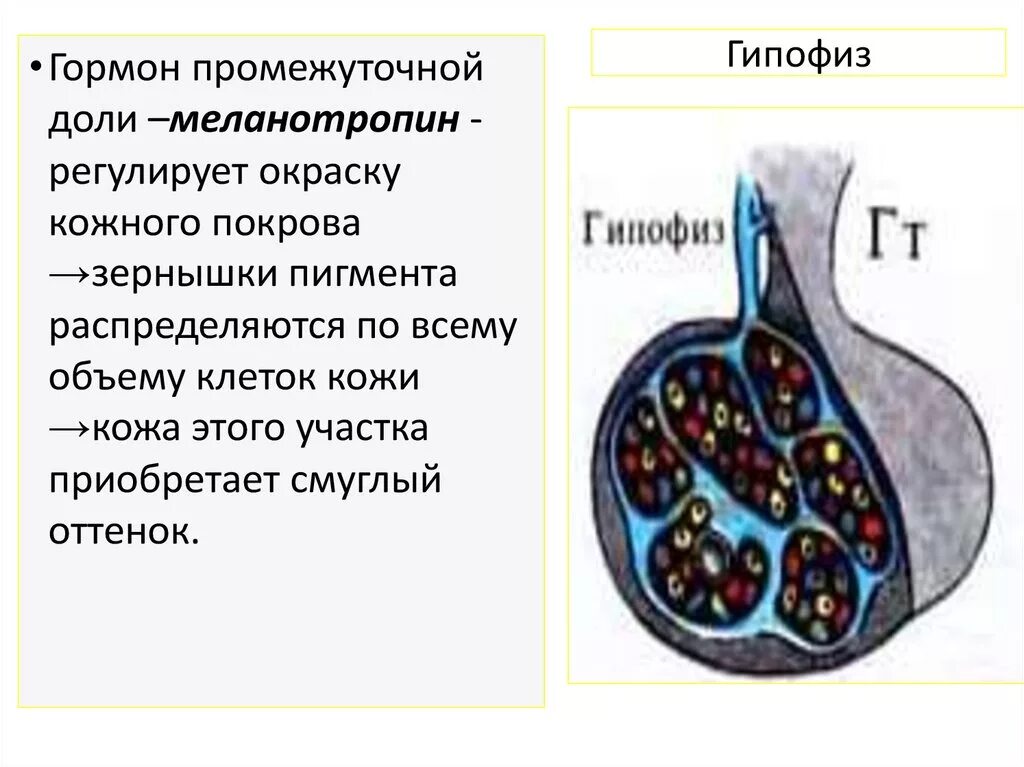 Гипофиз 3 доли. Гормоны промежуточной доли гипофиза. Клетки промежуточной доли гипофиза.