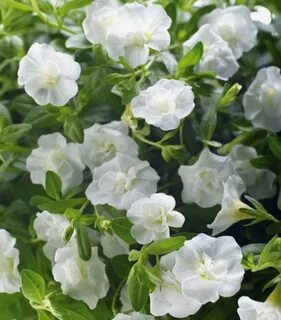Double white