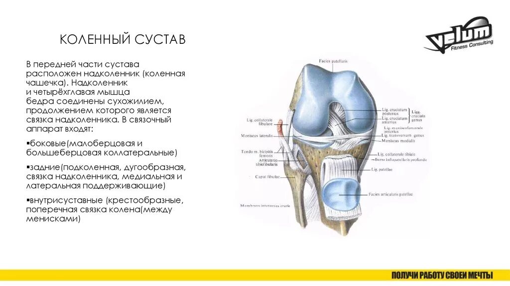 Коленный сустав шпаргалка. Анатомия коленного сустава синельникова. Коленный сустав строение и функции анатомия. Мышцы коленного сустава топографическая анатомия. Мышцы коленного сустава человека анатомия связки.