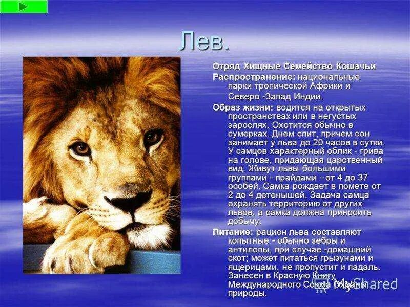 Сообщение о животном второй класс