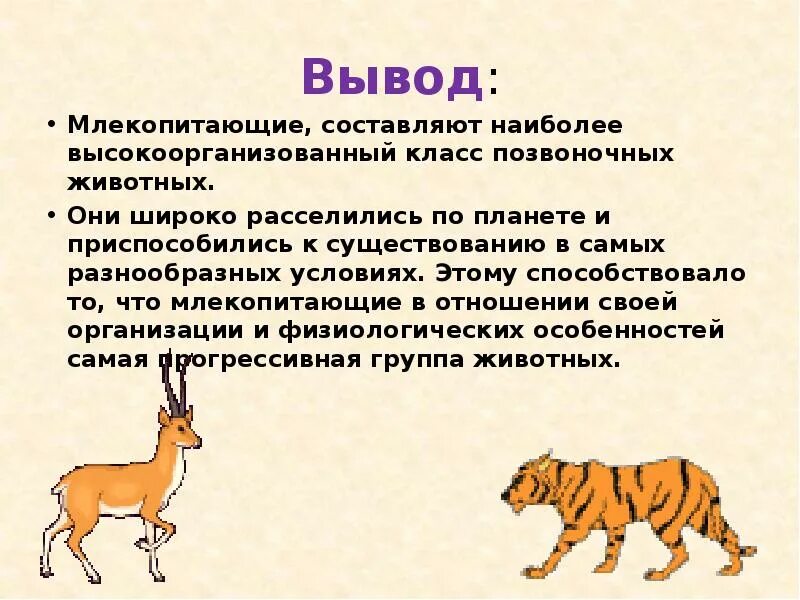 Сообщение про млекопитающих 8 класс биология. Сообщение о млекопитающих по биологии 5 класс. Биология 5 класс доклад о млекопитающие. Сообщение о млекопитающих.